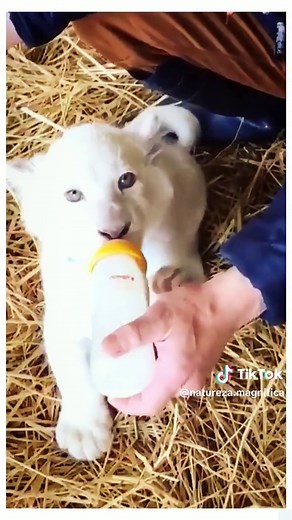 Beautiful Tigers and Cute Tiger Cubs - Amazing Animal Love