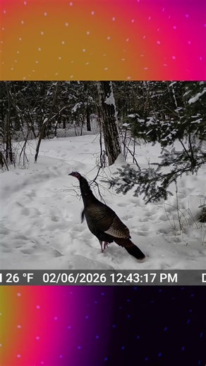 Fun Facts - Did You Know This About Wild Turkeys?