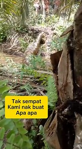 Kejadian tadi semasa kerja potong sawit di jlnkan.berlaku di… read--mor.re | Blog Mazeer