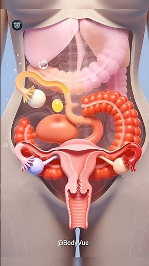 Female Reproductive System And Menstrual Cycle Explained in 3D Animation #humananatomy #biology