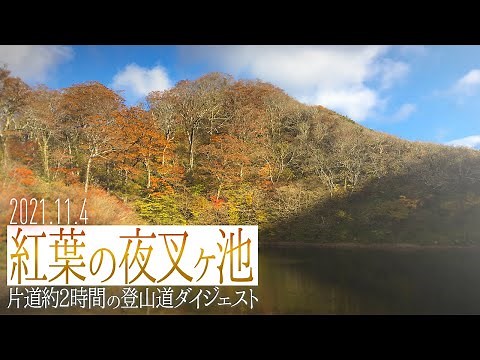 【夜叉ヶ池】紅葉見頃の登山道と龍神が住む伝説の夜叉ヶ池