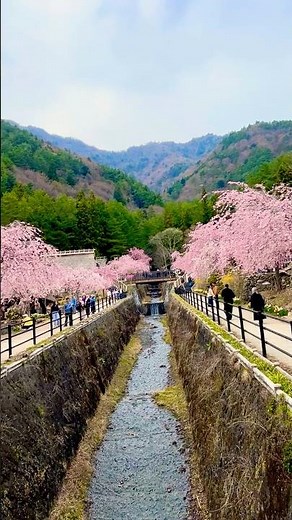 西湖いやしの里 根場、富士山と桜、すごくきれい wonderful skansen Saiko-Iyashinosato Nenba with cherry blossom & Mt Fuji #西湖