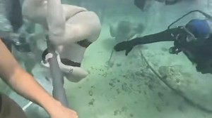 Terrifying moment tourist appears to fight for life underwater as divers reveal what really happened