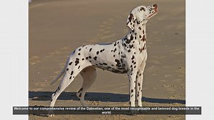 Dalmatian Dog Breed Review: History, Traits, and Care Tips
