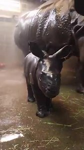 325K views · 28K reactions | Baby’s first bath! Check out our newest addition as she experiences the rhino shower for the first time! 憐 #babyrhino | The Buffalo Zoo | Facebook