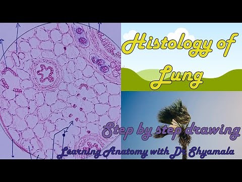 Histology of Lung. Step by step drawing with description.