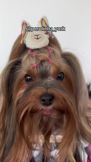 Adorable Yorkshire Terrier Grooming Ideas for Your Beloved Pet
