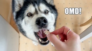 60K views · 4.1K reactions | How Key spent his Christmas day, getting his own full turkey dinner. | Keyush the Stunt Dog | Facebook