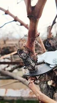 Κλάδεμα κληματαριας (Πως γίνεται) #αμπελι #αμπελουργια #κλαδεμα