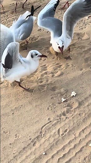 The Real ‘Mine Mine Mine’ Scene from Finding Nemo