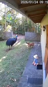 Fearless Dog Stops Cassowary Attack and Saves Baby on CCTV #CCTVRescue #BravePet #DogVsCassowary #AnimalAttackFootage #UnrealMoments | Brave Cam Moments