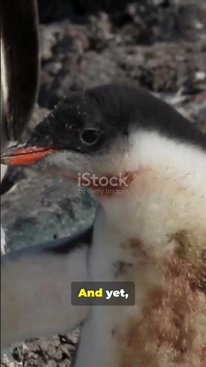 ❄ Antarctica: Earth’s Coldest Wilderness Explained 🐧🌍 #facts #cosmicexploration #spaceexploration