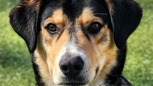 Looking to add a pet to your family? Many are available at shelters