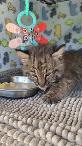 10K views · 702 reactions | I finally got a baby bobcat. This baby came from Ross county… so naturally his name is Bob Ross. He’ll eat your arm off, he isn’t something to be messed with. And before you ask, no… you can’t come see him, play with him, pet him, talk like a baby to him, dress him up in baby clothes. This isn’t a zoo and he’s not a domestic animal . He’s Bob Ross  | Erica Miller Wildlife Rehab | Facebook