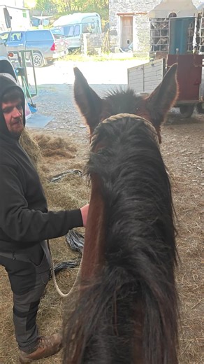 I got Mont to lead me round the yard on Billy this afternoon whilst waiting for the vet to come and vaccinate Atlas! I have no idea why I'm suddenly feeling so uneasy on a horse other than the fact that it's been so long. Billy is 100% well now so I've taken the plunge and arranged a hack out on Sunday with my best friend for motivation!