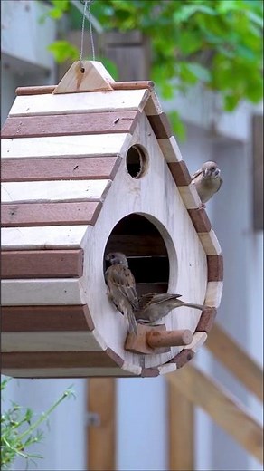 CREATE Your Own BACKYARD Bird Feeder with EASY DIY Steps #diy #crafts #birdlovers #shorts