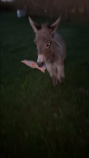 Donkey Hilariously Plays With a Rubber Chicken Toy