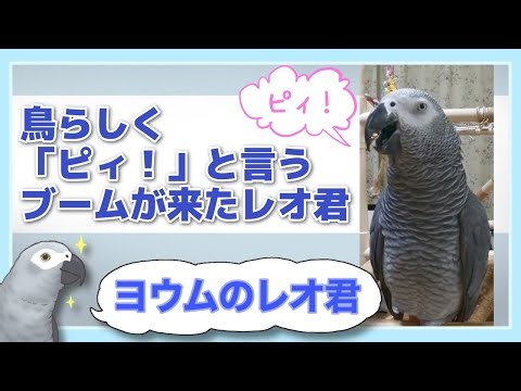 【ヨウムのレオ君】鳥らしく「ピィ！」と言うブームが来たレオ君