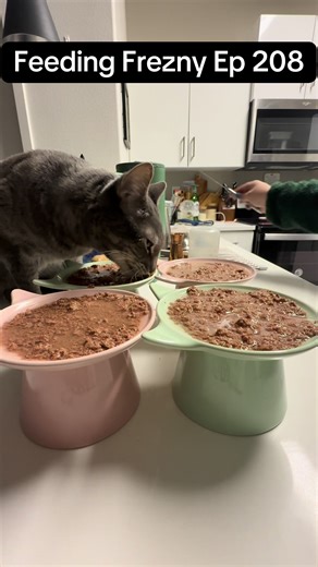 Feeding Frenzy Episode 208: Cat Feeding Routine
