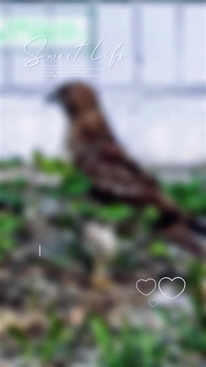 #野生鸟类拍摄 我的亲拍～《红尾鵟 Red tailed Hawk》
