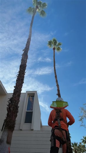 Who need removals ? #californiacontractors #coachellavalley #treeservices #treeremoval #palmsprings