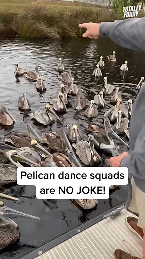 I peli-can't stop laughing at this! 🤣 #totallyfunnyanimals #animals | Totally Funny Animals