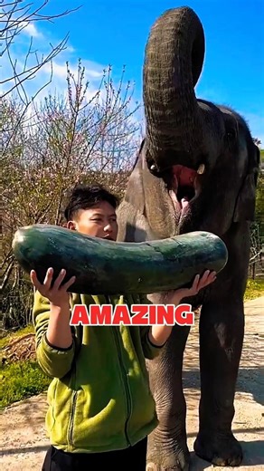 👉 UNBELIEVABLE! This Elephant Crushed a Giant Pumpkin Like Nothing 😲