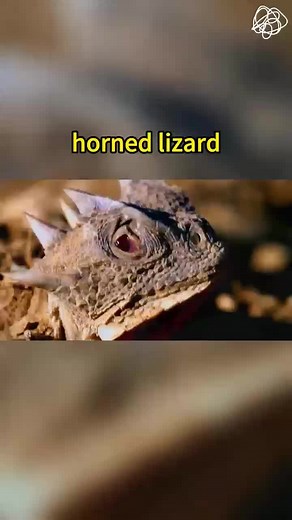 Fascinating horned lizard defense mechanism