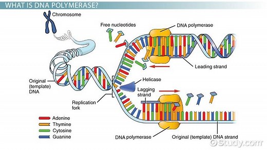 DNA Polymerase | Definition, Structure & Function