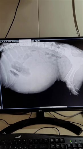 історії ветеринара #животные #ветеринародеса #zoovetdoctor #ветеринар #Айболит