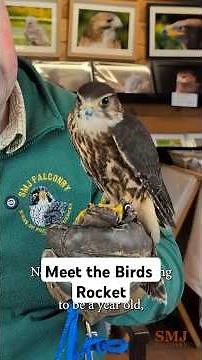 Meet Rocket the Merlin! #falconry #birdofprey #merlin #falcon #smjfalconry
