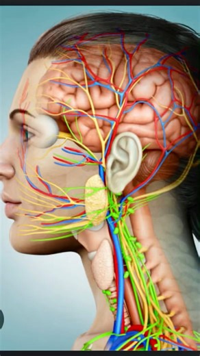 TMJ jawline release | Digastric reset | Open for Vagus Nerve
