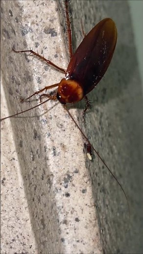 Cockroaches – Why Do They Keep Flying Into Houses?
