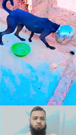 "When a Dog Acts Totally Drunk 🐶🍷"