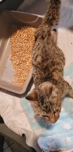 Custom - day 1 recovery