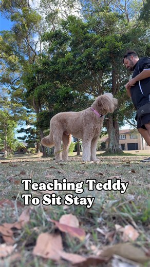 Teaching Teddy a Sit Stay This is a basic obedience exercise that looks simple on the surface, but it is achieving many things at once and laying the foundations for behavioural work. It’s less about teaching the dog to sit and more about building communication, compliance and self control. The end goal being that Teddy understands what No means and when he’s doing something he shouldn’t be, like trying to drag his owners to see another dog, or escaping out the front door, we can say No and he s