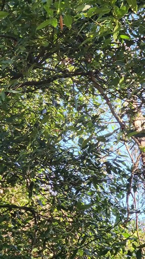The tiniest bird in the UK, but full of magic ✨ Spotted a Goldcrest today — the UK’s smallest bird — darting through the branches like a little woodland sprite. That bright yellow crown, rapid movements, and constant energy make them such a joy to watch. Moments like this are why I’m completely obsessed with British wildlife and everyday nature encounters 💚 #wildlife #bird #nature #education #naturelover