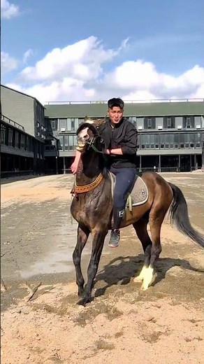 Encountering Akhal-Teke horses in Urumqi #horse #horsevideo
