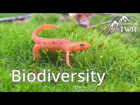 What is Biodiversity? Why is Biodiversity Important?