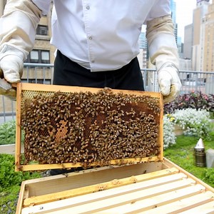 1.3M views · 3.6K reactions | This hotel harvests its own honey in the middle of NYC. | Insider Food | Facebook