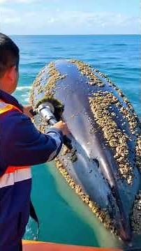 Watch How United States Rescue Team Removing Barnacles from Whale