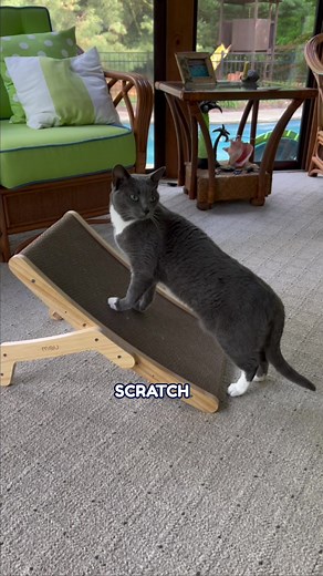 Understanding Why Cats Scratch and How to Stop It