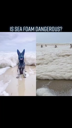 Understanding Sea Foam: Formation and Dangers Explained