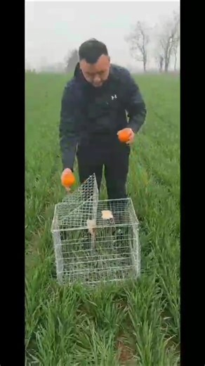 bird catching technique that's insane #wildlife #amazing #shorts #birds #pets #animals #birdhunting