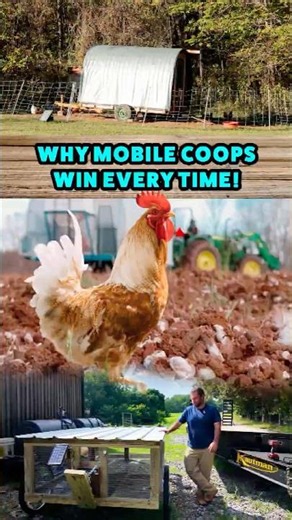 Why This Chicken Coop Is So Efficient ?