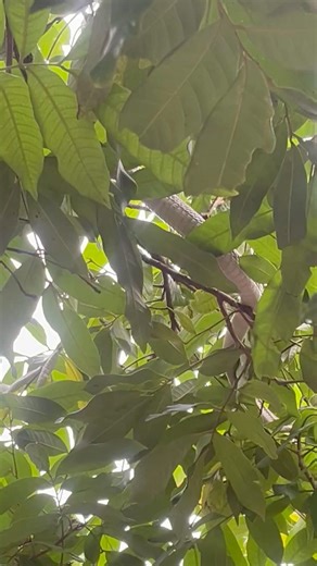 A cobra crawls up a tall tree, looking for prey, 284#nature #cobra