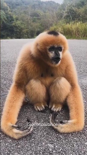 Gibbon Is Singing Again With a Beautiful Call