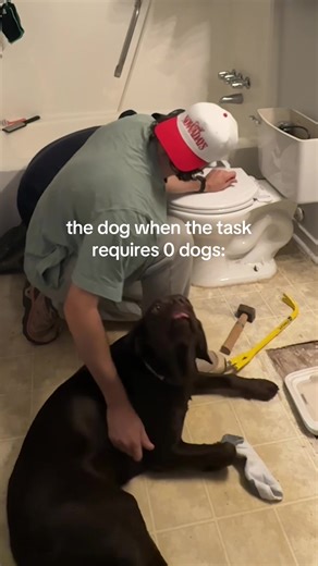 Adorable Labrador Offers Help with a Wagging Tail