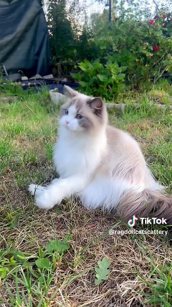 Ragdoll Cat Care and Popularity Insights