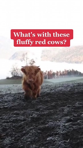 How cute are these fluffy cows?! #AnimalFacts #TikTokTaughtMe #highlandcattle #cows